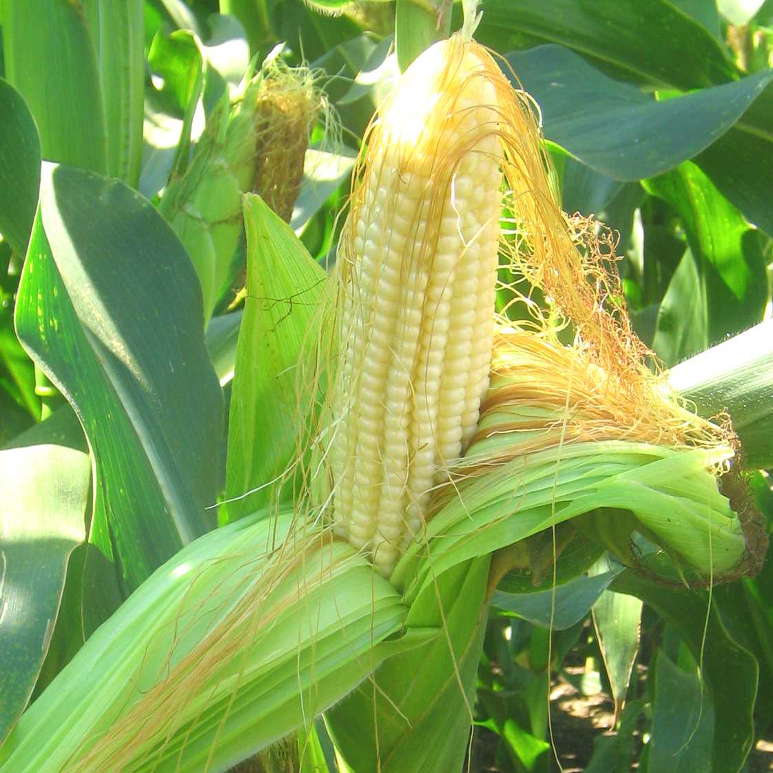 ДКС 5007 гибрид кукурузы